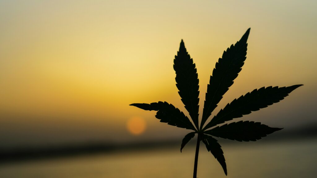 Silhouette of a marijuana leaf against a sunset background, symbolizing 'marijuana use among youth.